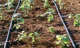 Drip Irrigation System 1