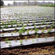Plastic Mulching Sheet
