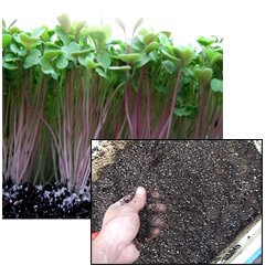 Soil less Media